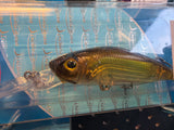 Fishing Lure - Wren 60SP